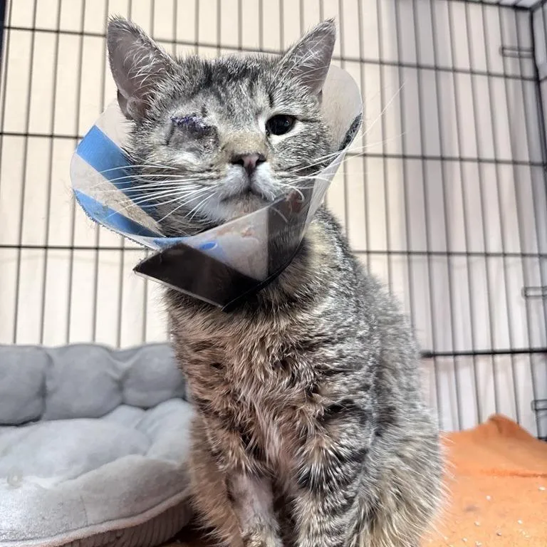 An adult medium-sized male Brown / Chocolate Domestic Short Hair cat named Nothic for adoption in New York, NY