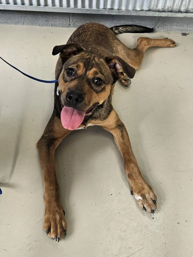 A baby medium-sized female Hound dog named Sweet Tea for adoption in Johnson City, TN