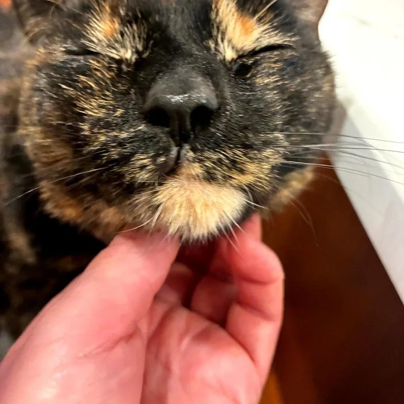An adult medium-sized female Tortoiseshell Domestic Short Hair cat named Broccoli for adoption in Whitestown, IN