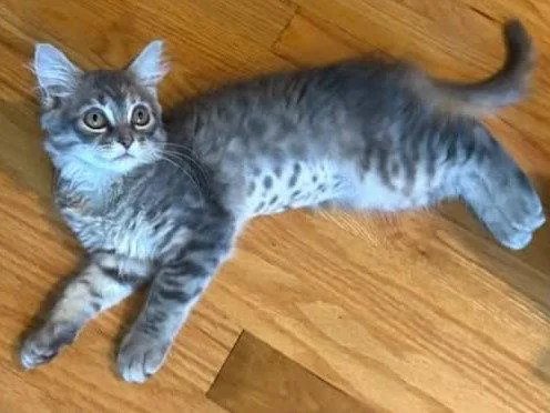 A baby small-sized female Domestic Long Hair cat named Luna for adoption in Cookeville, TN