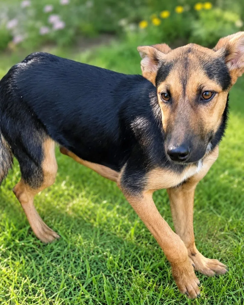 A baby large-sized female Black German Shepherd Dog dog named Willow for adoption in New Rochelle, NY