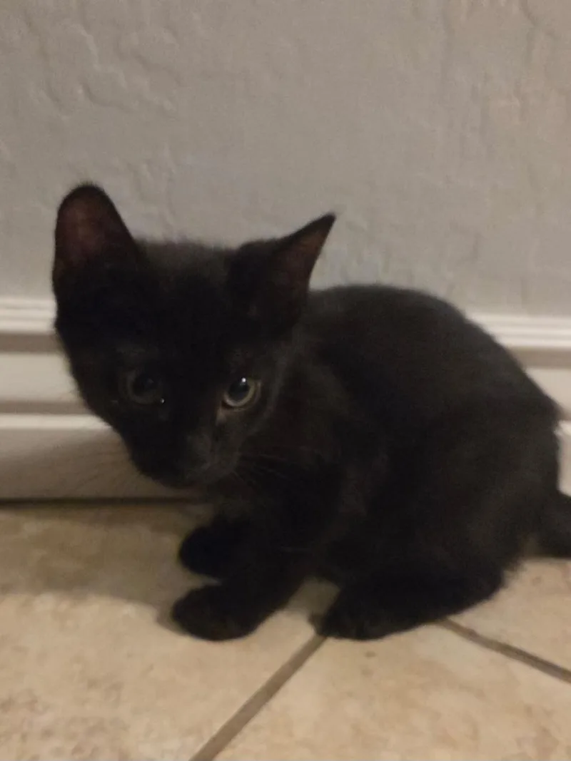 A baby small-sized female Domestic Short Hair cat named Brookie for adoption in Gilbert, AZ