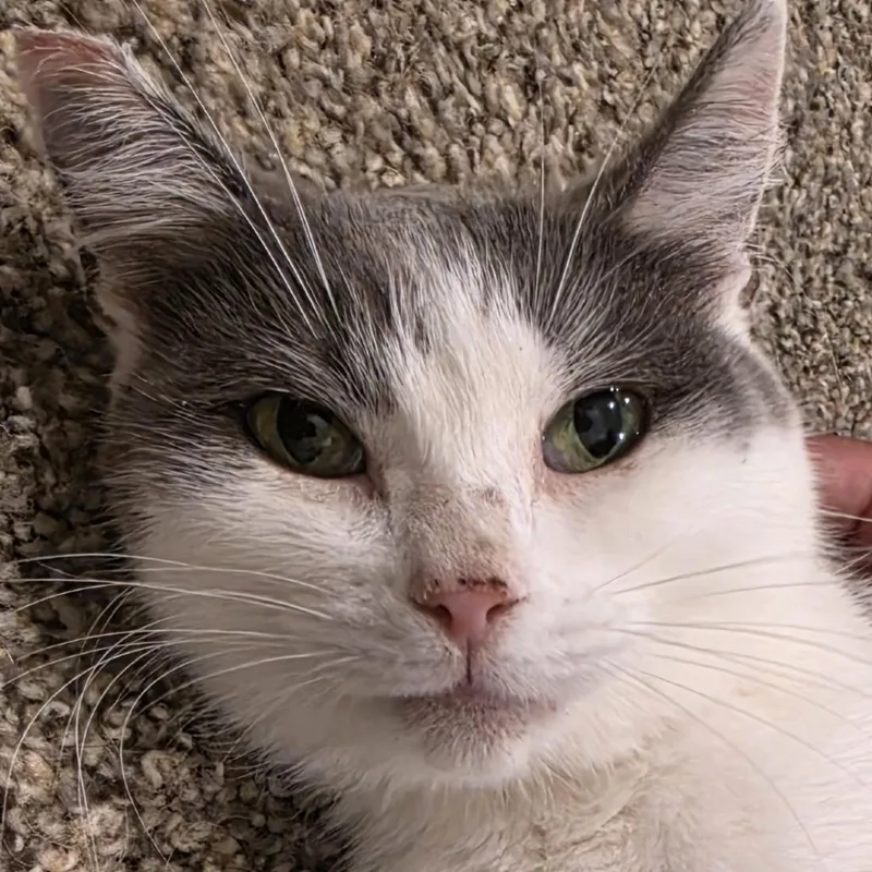 A young small-sized female Gray / Blue / Silver Domestic Long Hair cat named Chong for adoption in Buffalo, WY