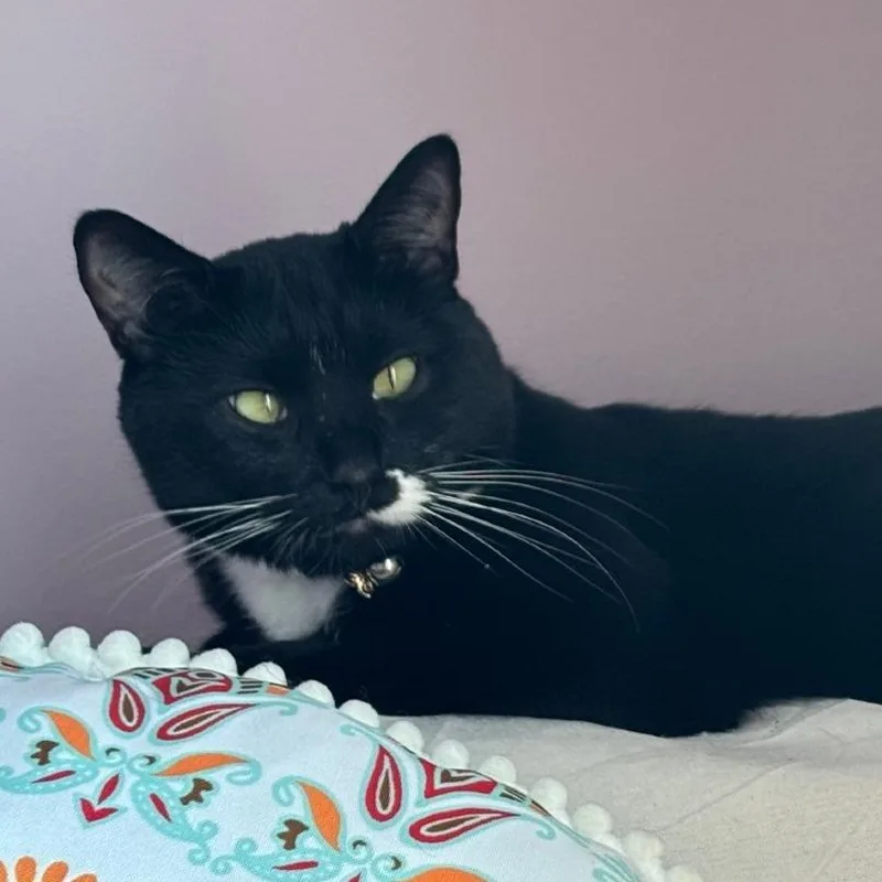 An adult medium-sized female Black Domestic Short Hair cat named Nemo for adoption in Philadelphia, PA