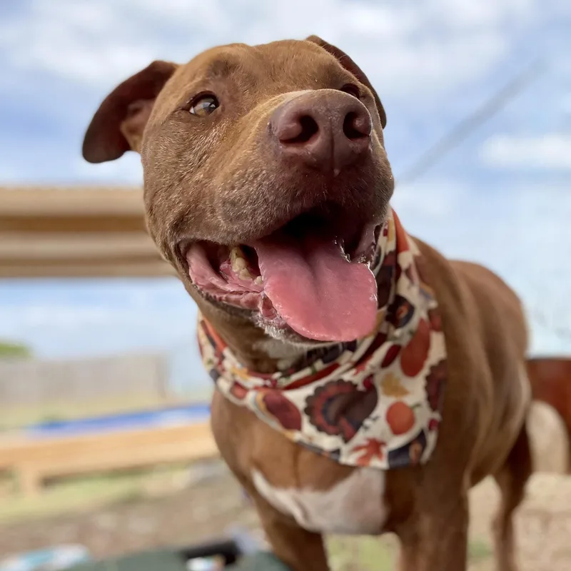 A senior large-sized male Brown / Chocolate American Staffordshire Terrier dog named Nate for adoption in Justin, TX