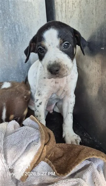 Pepper