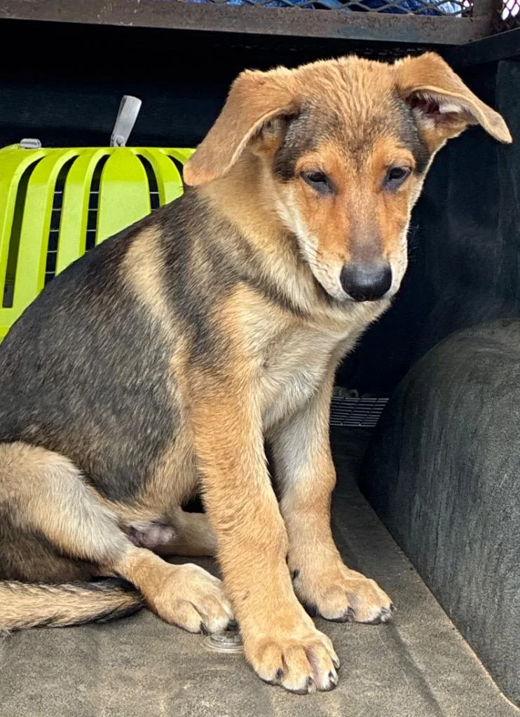 A baby small-sized male German Shepherd Dog dog named Bob for adoption in Chickamauga , GA