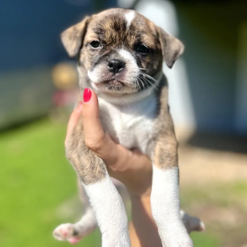 A baby small-sized female Brindle Boston Terrier dog named Hannah Wells for adoption in St. Charles, IL