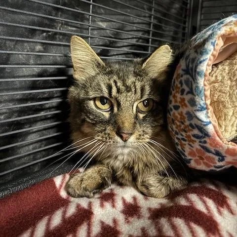 An adult large-sized female Black Domestic Short Hair cat named Sabina for adoption in Mooresville, NC