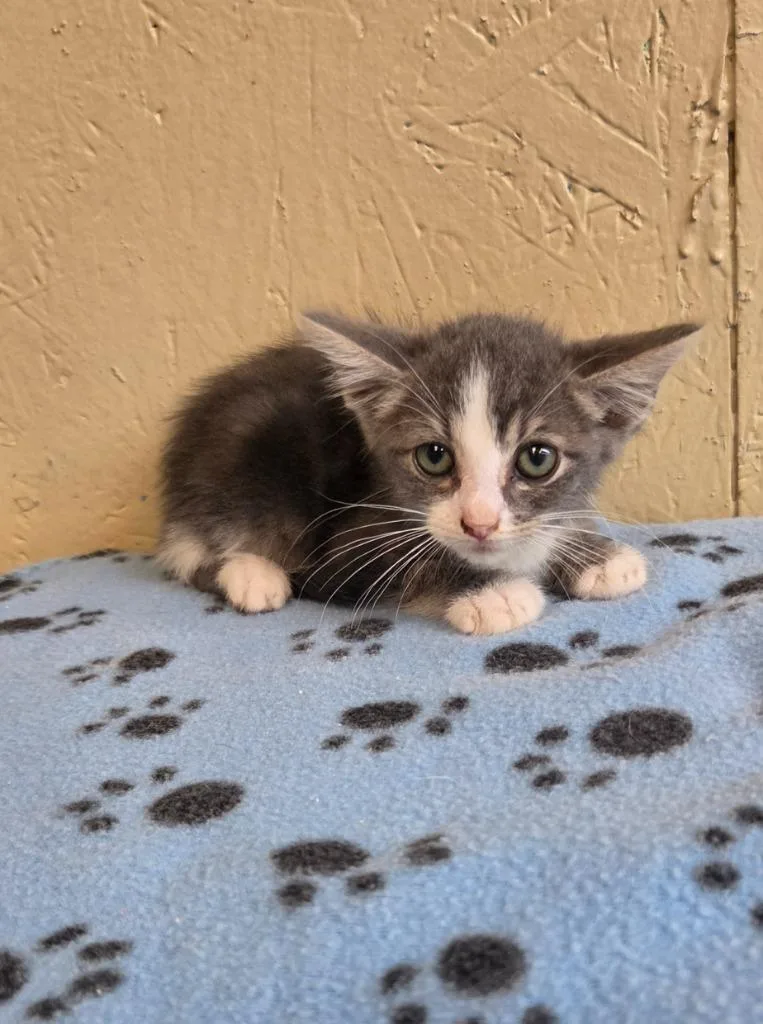 A baby small-sized male Domestic Short Hair cat named Pepper for adoption in Shelbyville, TN