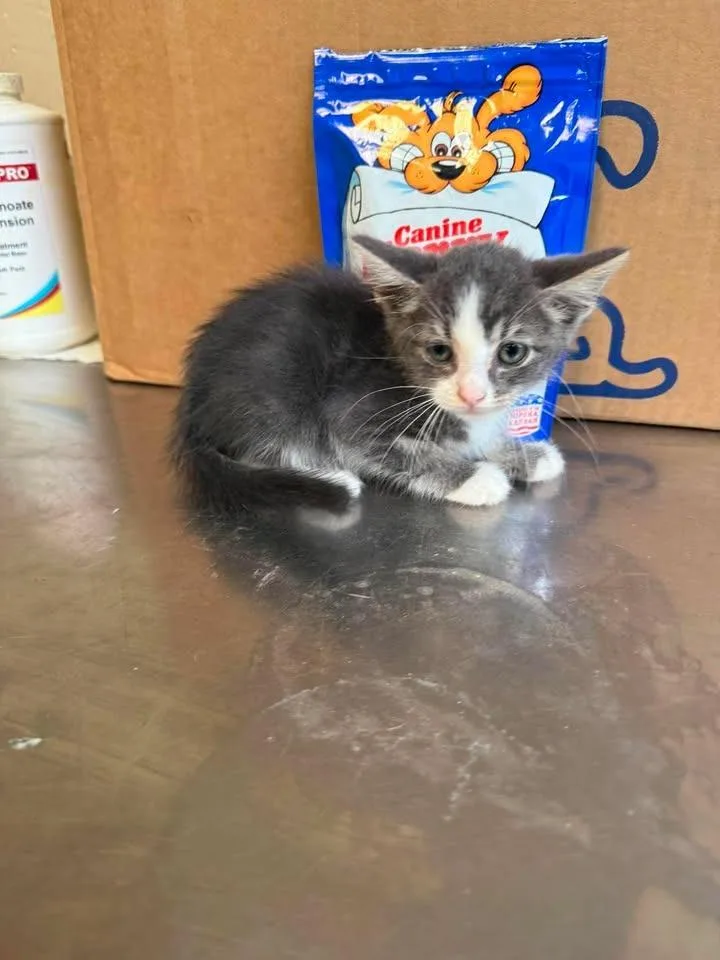 Pepper thumbnail 2