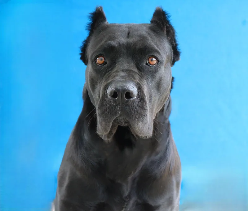 An adult extra large-sized female Cane Corso dog named Mamba for adoption in Pasadena, CA