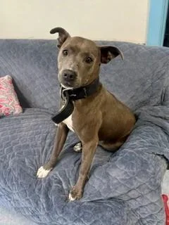 An adult medium-sized female Gray / Blue / Silver Mixed Breed dog named Uma for adoption in Parsippany, NJ