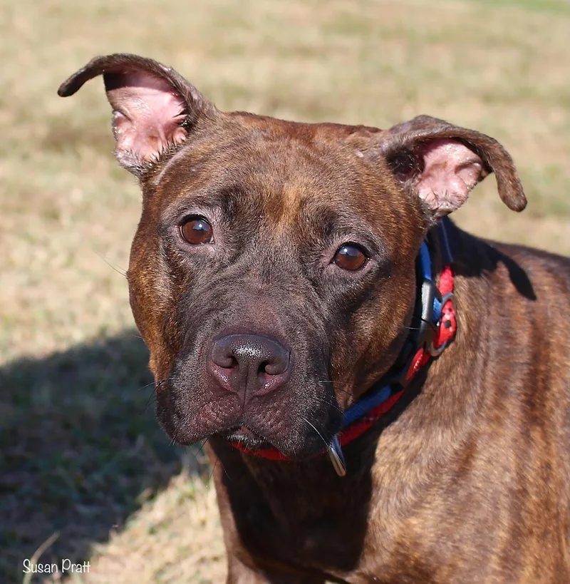 An adult medium-sized female Brindle Pit Bull Terrier dog named Una for adoption in Bedford, VA
