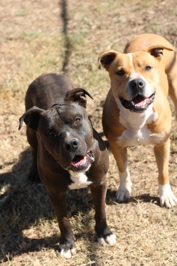 An adult large-sized male Black Pit Bull Terrier dog named Beef And Cheese for adoption in Guthrie, OK