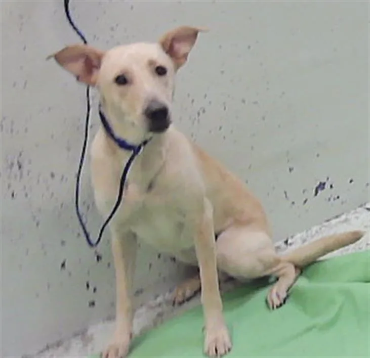 A young medium-sized female Labrador Retriever dog named Sugar for adoption in Houston, TX