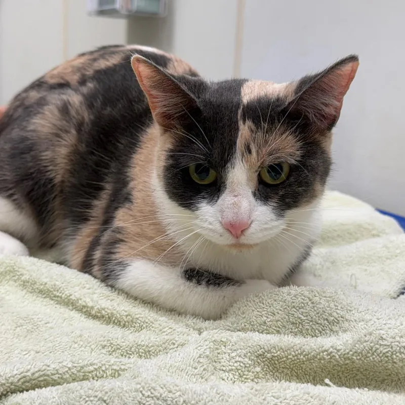 An adult medium-sized female Calico Domestic Short Hair cat named Sia for adoption in Oshkosh, WI