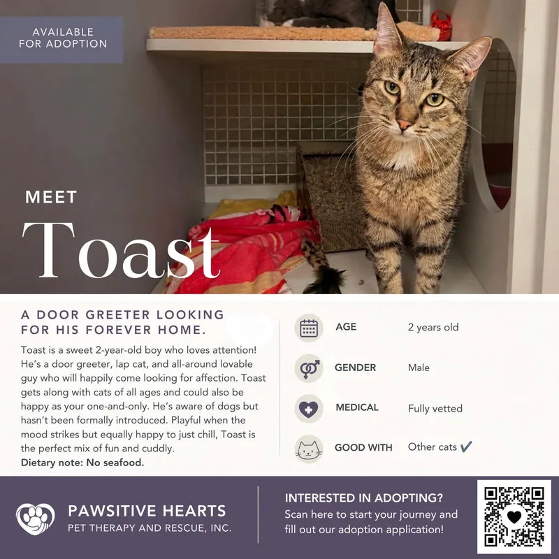 An adult medium-sized male Brown / Chocolate Domestic Short Hair cat named Toast for adoption in Kenhorst, PA