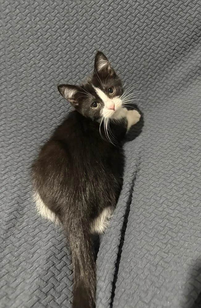A baby small-sized female Black & White / Tuxedo Domestic Short Hair cat named Cupid for adoption in Chicago, IL