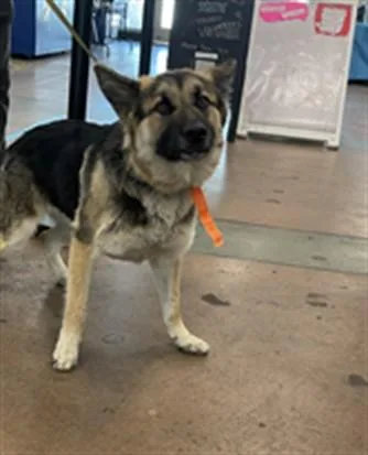 A young medium-sized female German Shepherd Dog dog named Cherry for adoption in Van Nuys, CA