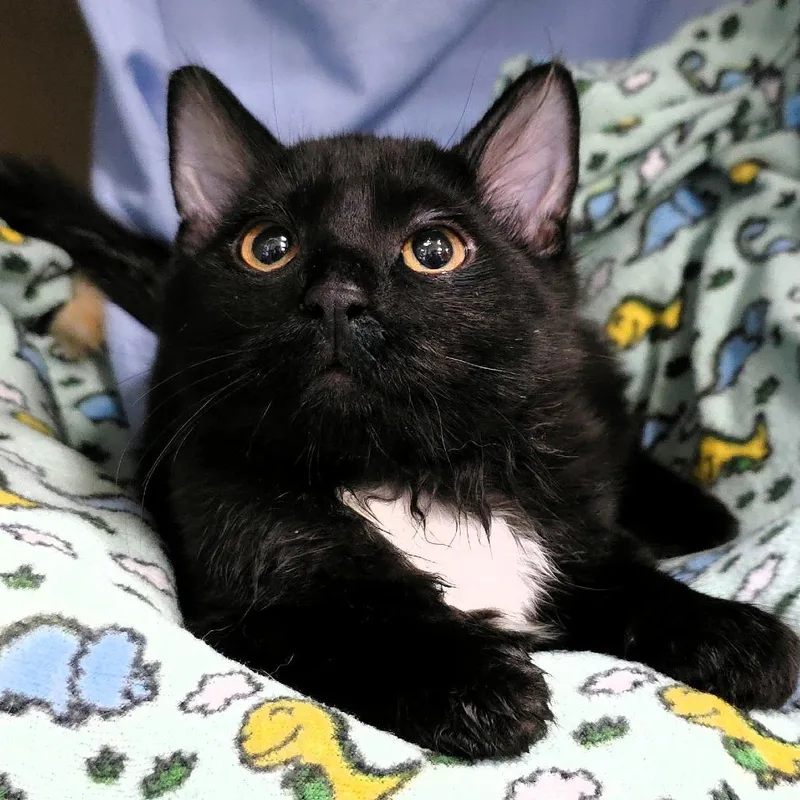A baby small-sized male Black Domestic Medium Hair cat named Kaboodle for adoption in Michigan City, IN