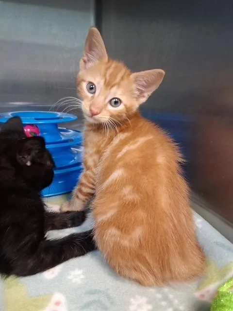 A baby small-sized male Domestic Short Hair cat named Simba for adoption in Fort Walton Beach, FL