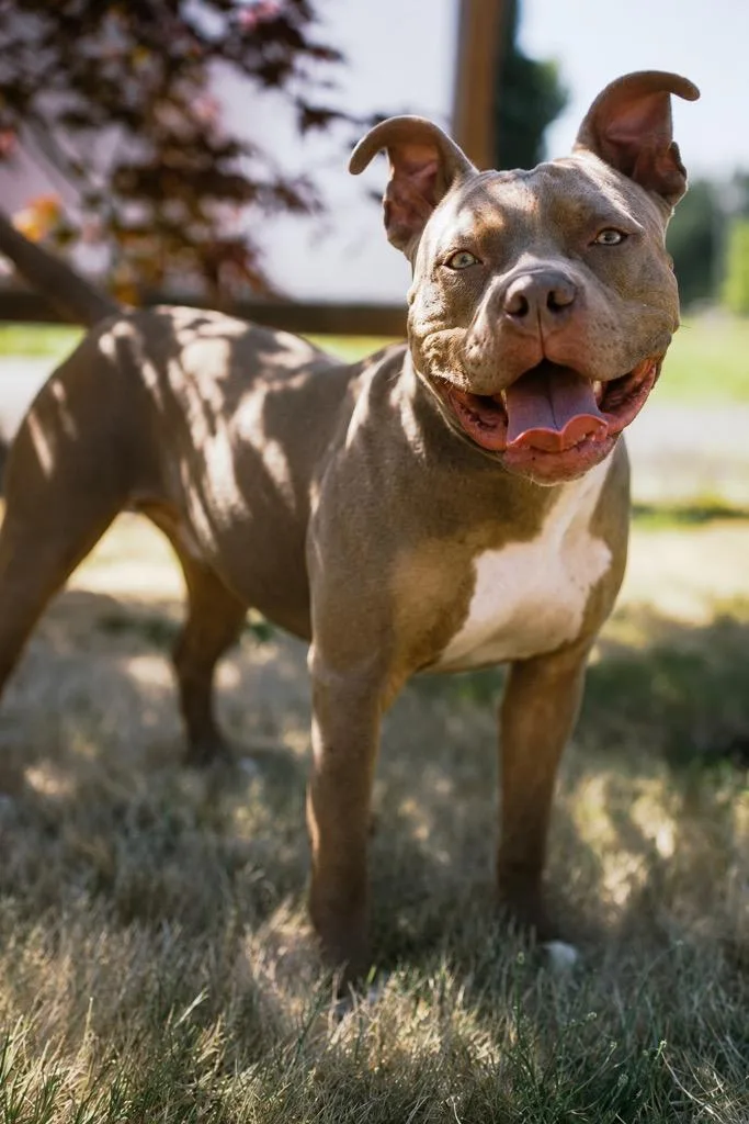 An adult medium-sized male Staffordshire Bull Terrier dog named Smokey for adoption in Newberg, OR
