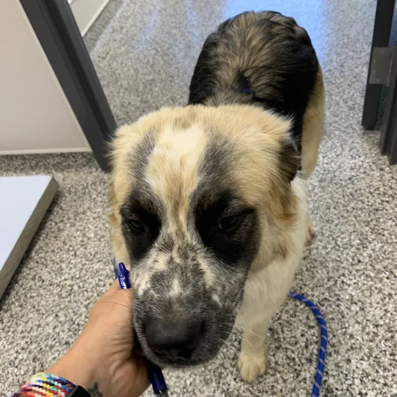 A young medium-sized female Yellow / Tan / Blond / Fawn Anatolian Shepherd dog named Panda for adoption in Morganton, NC