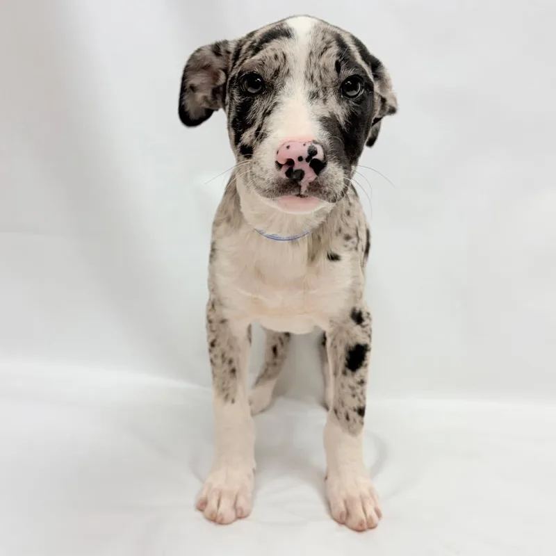A baby small-sized female Pit Bull Terrier dog named Cookies & Cream for adoption in Parker, CO