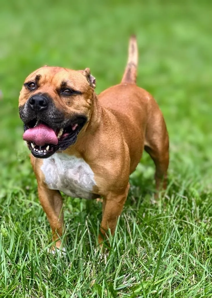 A senior medium-sized male Pit Bull Terrier dog named Bucky for adoption in Pittsfield, IL