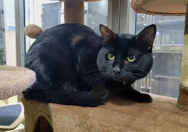 Ninja