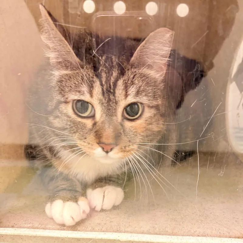 An adult large-sized female Gray / Blue / Silver Domestic Short Hair cat named Mia for adoption in Philadelphia, PA
