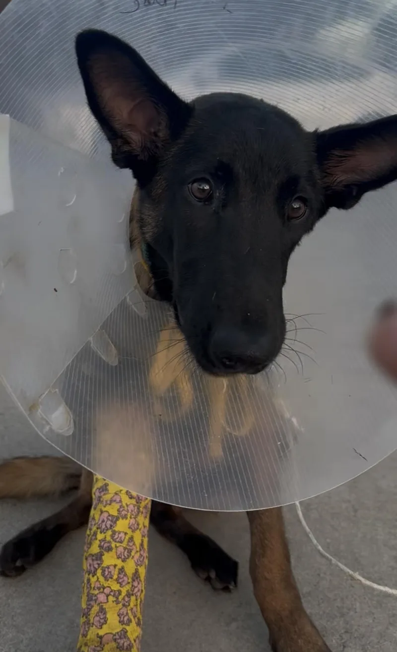 A young large-sized male Belgian Shepherd / Malinois dog named Drakeo for adoption in Virginia Beach , VA