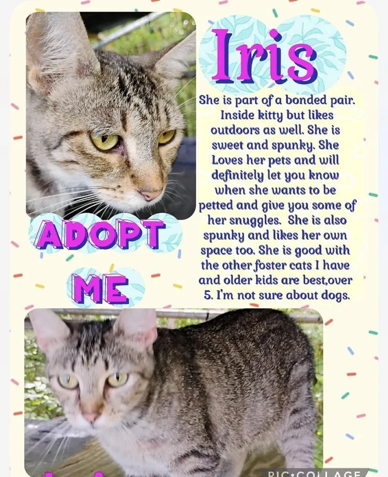 A young medium-sized female Gray / Blue / Silver Domestic Short Hair cat named Iris for adoption in Kannapolis, NC