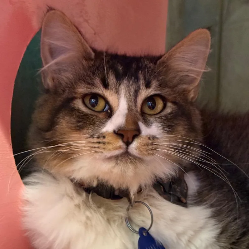 A young small-sized male Black Domestic Short Hair cat named Potsy for adoption in Tucson, AZ