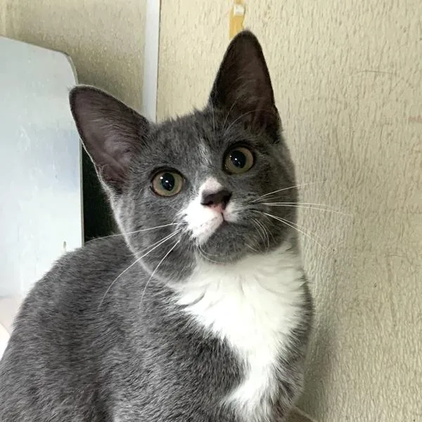 An adult small-sized female Domestic Short Hair cat named Crystal for adoption in Salisbury, MD