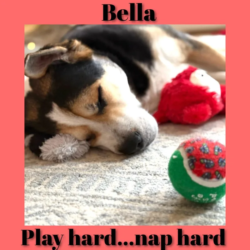An adult medium-sized female Tricolor (Brown, Black, & White) Shepherd dog named Bella for adoption in Fredericksburg, VA