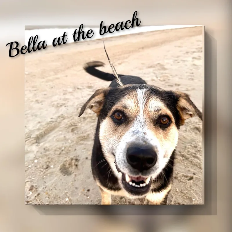Bella thumbnail 2
