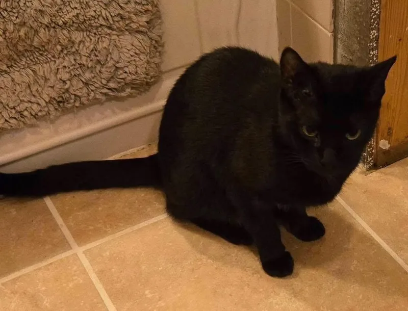 Raven thumbnail 4