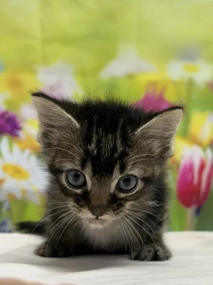 A baby small-sized male Domestic Short Hair cat named Blueberry for adoption in San Antonio, TX