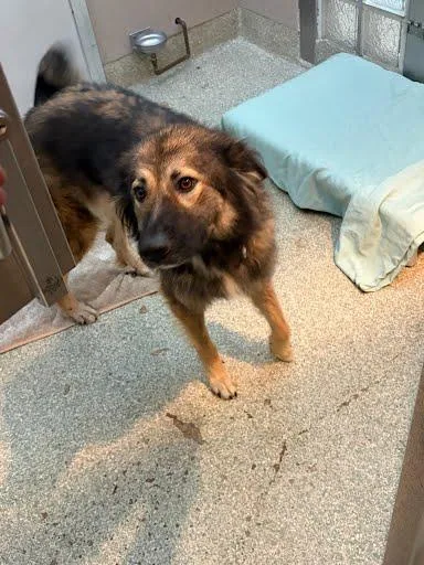 An adult large-sized female Shepherd dog named Lily Pad for adoption in Washington, DC