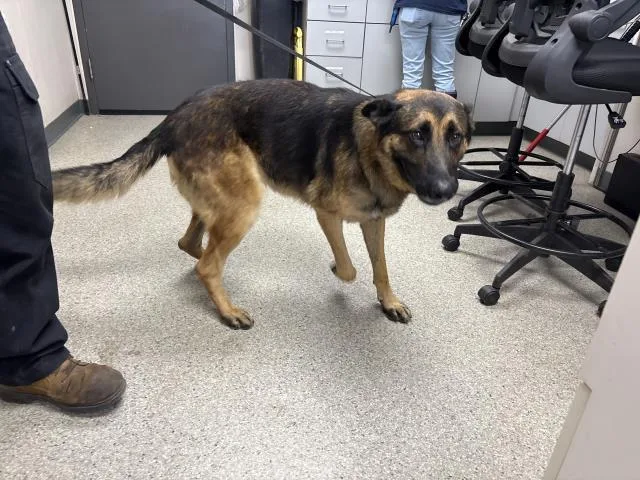 A young large-sized male German Shepherd Dog dog named A for adoption in Visalia, CA