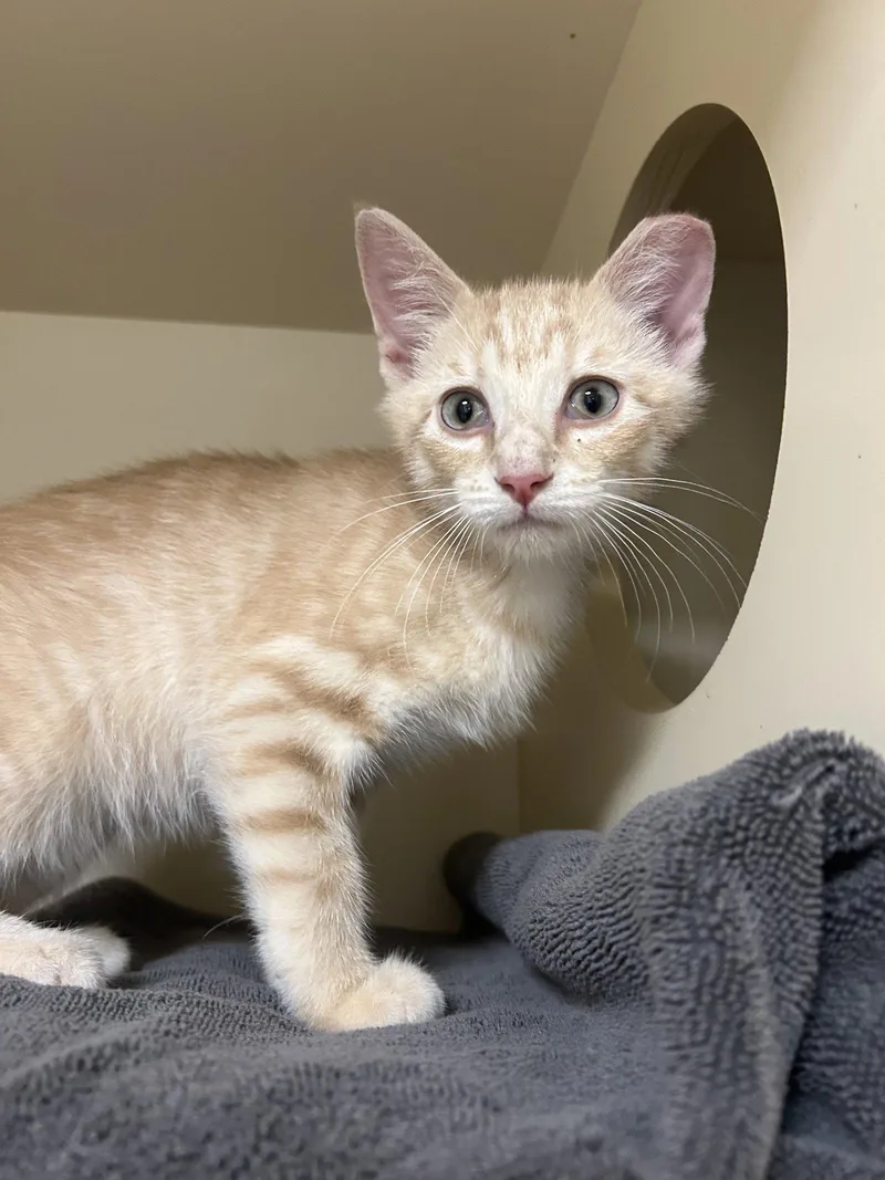 A baby medium-sized male Domestic Short Hair cat named Bleue for adoption in Lancaster, PA
