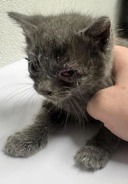 A baby small-sized male Domestic Short Hair cat named Topaz for adoption in West Chester, PA