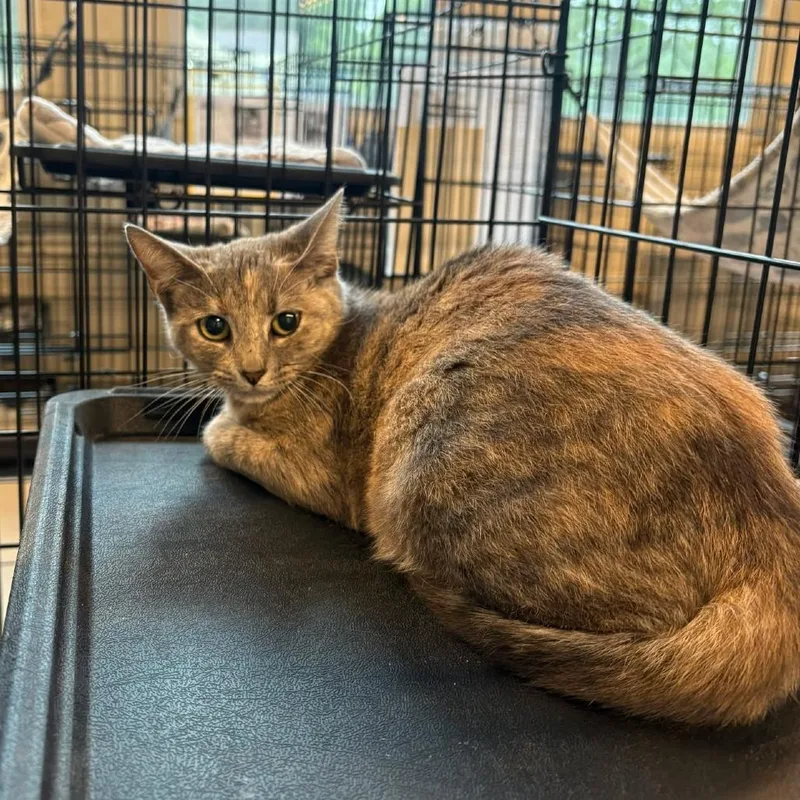 An adult medium-sized female Gray / Blue / Silver Domestic Short Hair cat named Iris for adoption in Huntington, WV