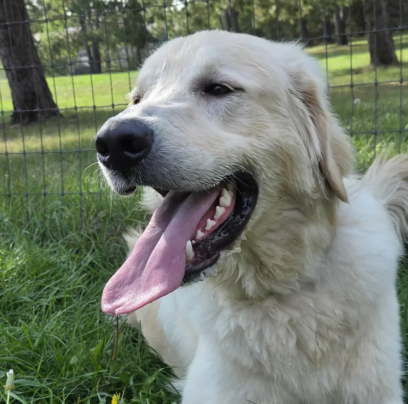 Odin