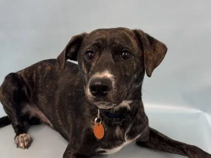 An adult medium-sized male Mixed Breed dog named Bolt for adoption in Woodbury, MN