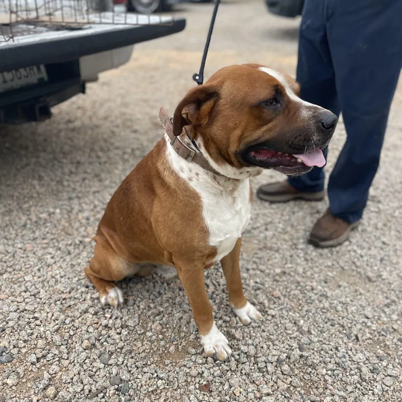 A young medium-sized male Boxer dog named Beaux for adoption in Columbia, SC