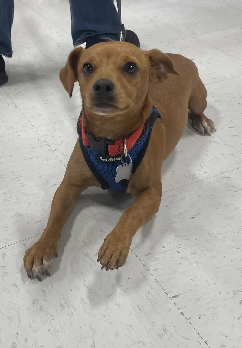 A young small-sized male Chihuahua dog named Andy for adoption in Houston, TX