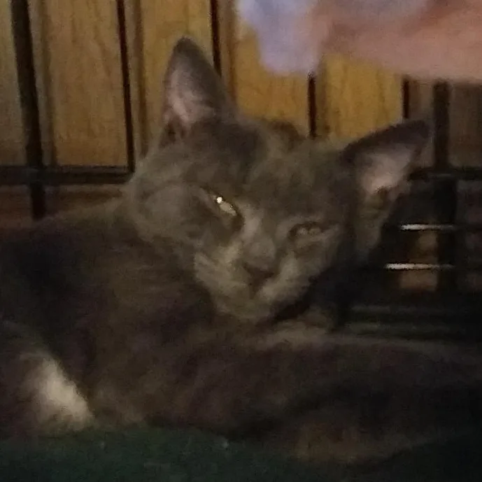 A baby medium-sized male Gray & White Domestic Short Hair cat named Jasper for adoption in Port Wentworth, GA